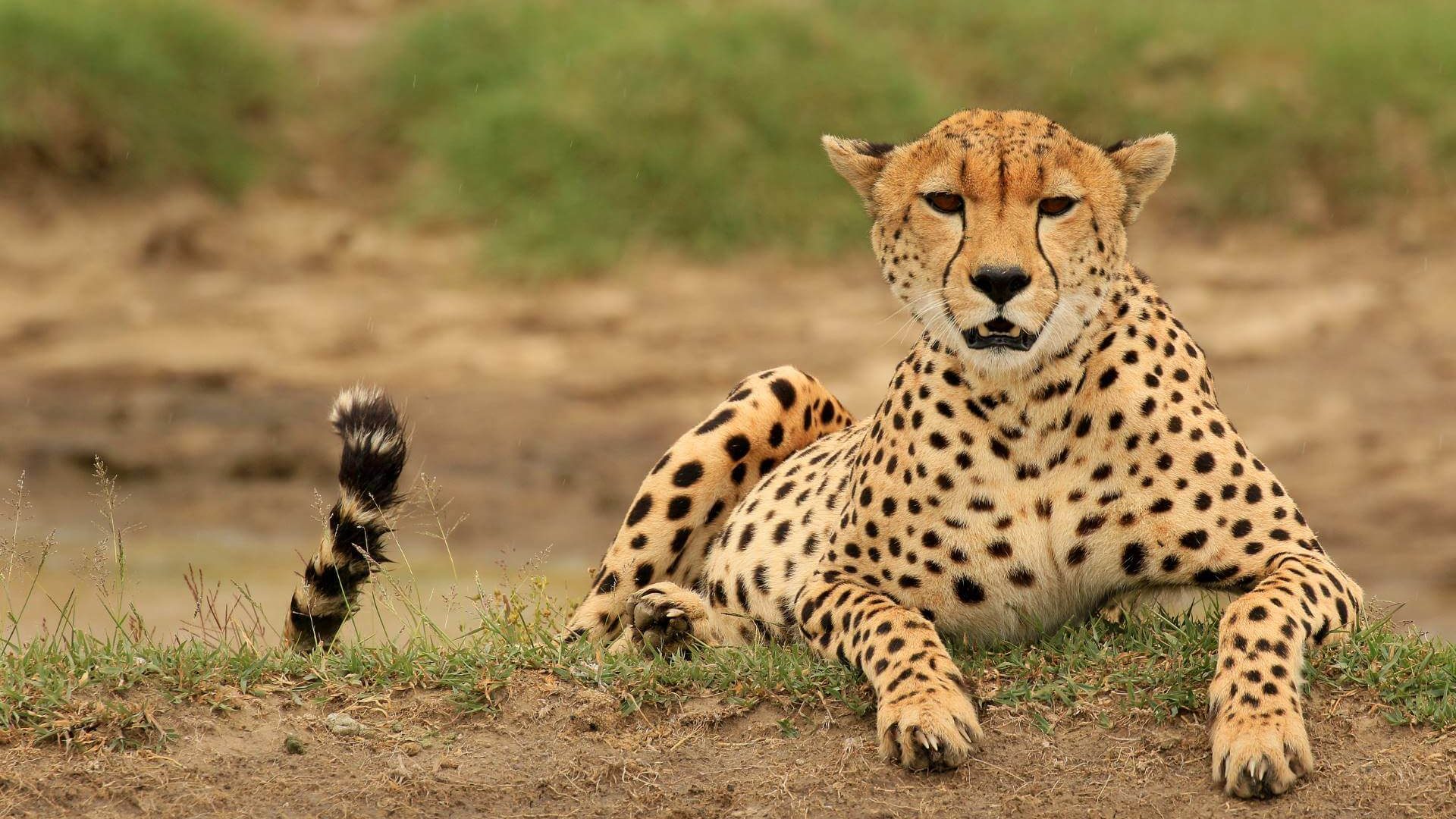 cheetahs