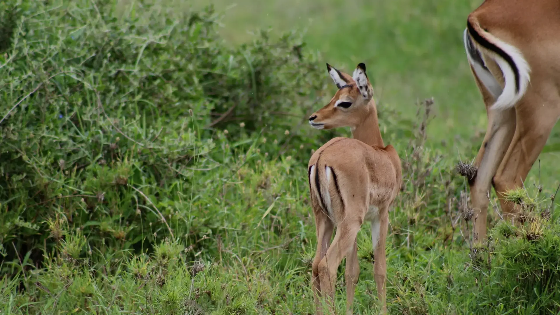 gazelles-ngorongor-crater