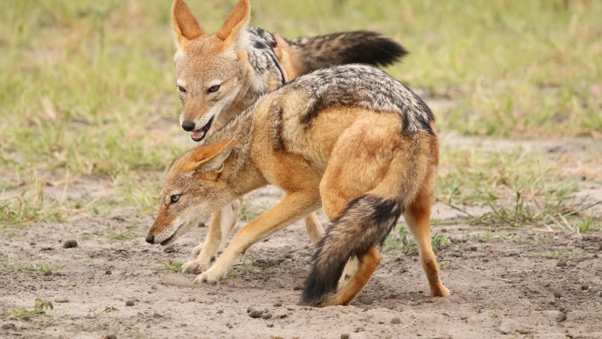 jackals-safari