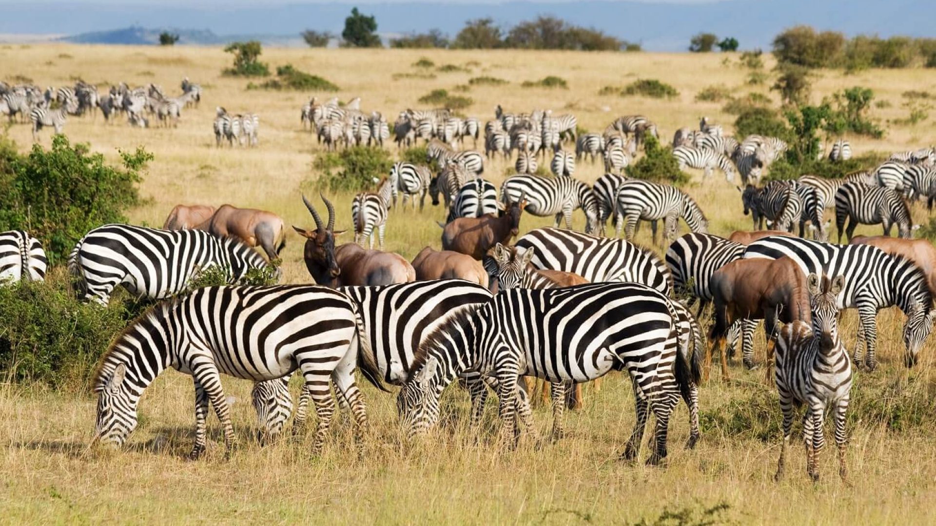 zebras-in-mkomazi-1